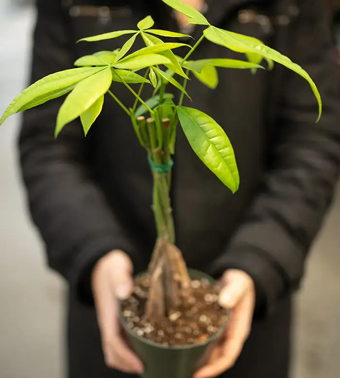 money tree easy care