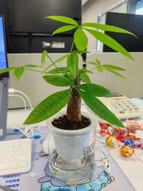 money tree placement office