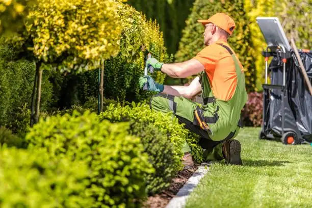 garden plant inspection
