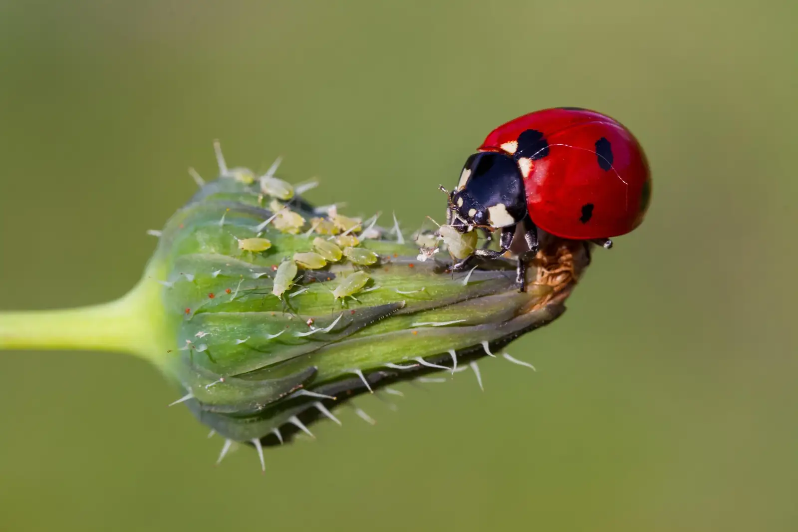 ladybug on plant controlling aphids