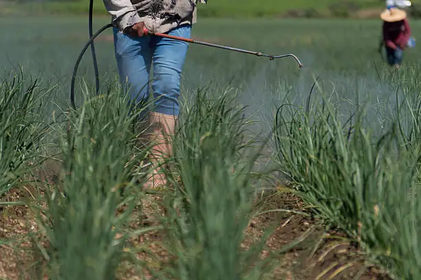 gardener spraying fungicide on plants