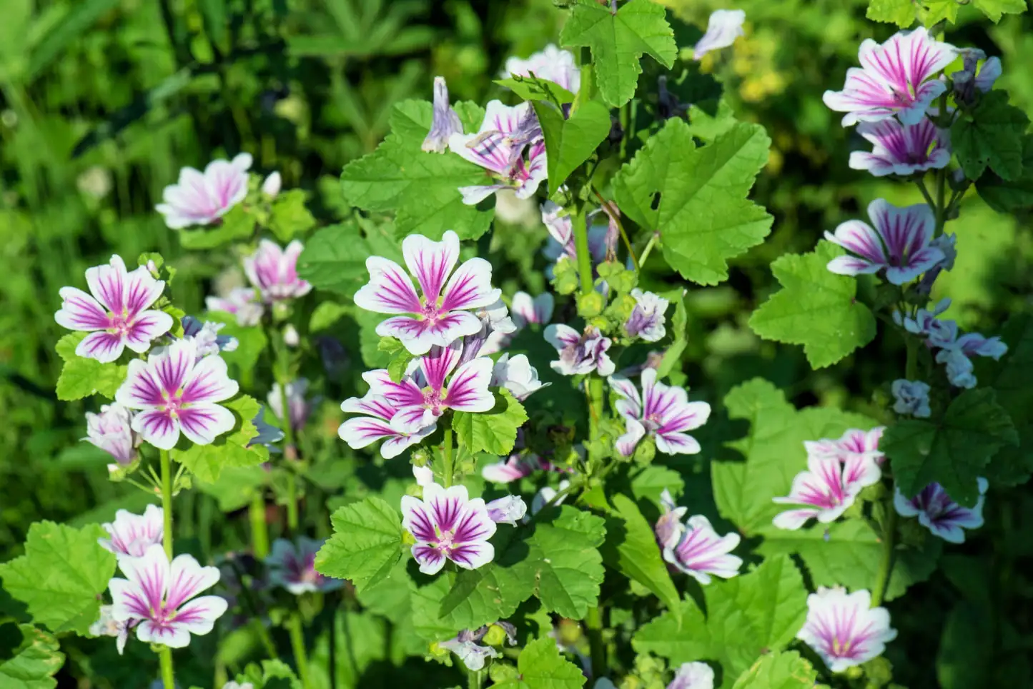 malva sylvestris seed harvesting