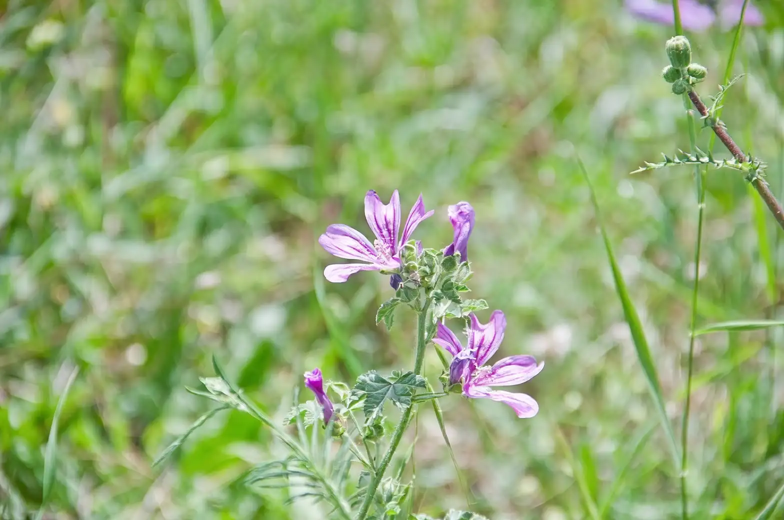 malva sylvestris winter indoor care