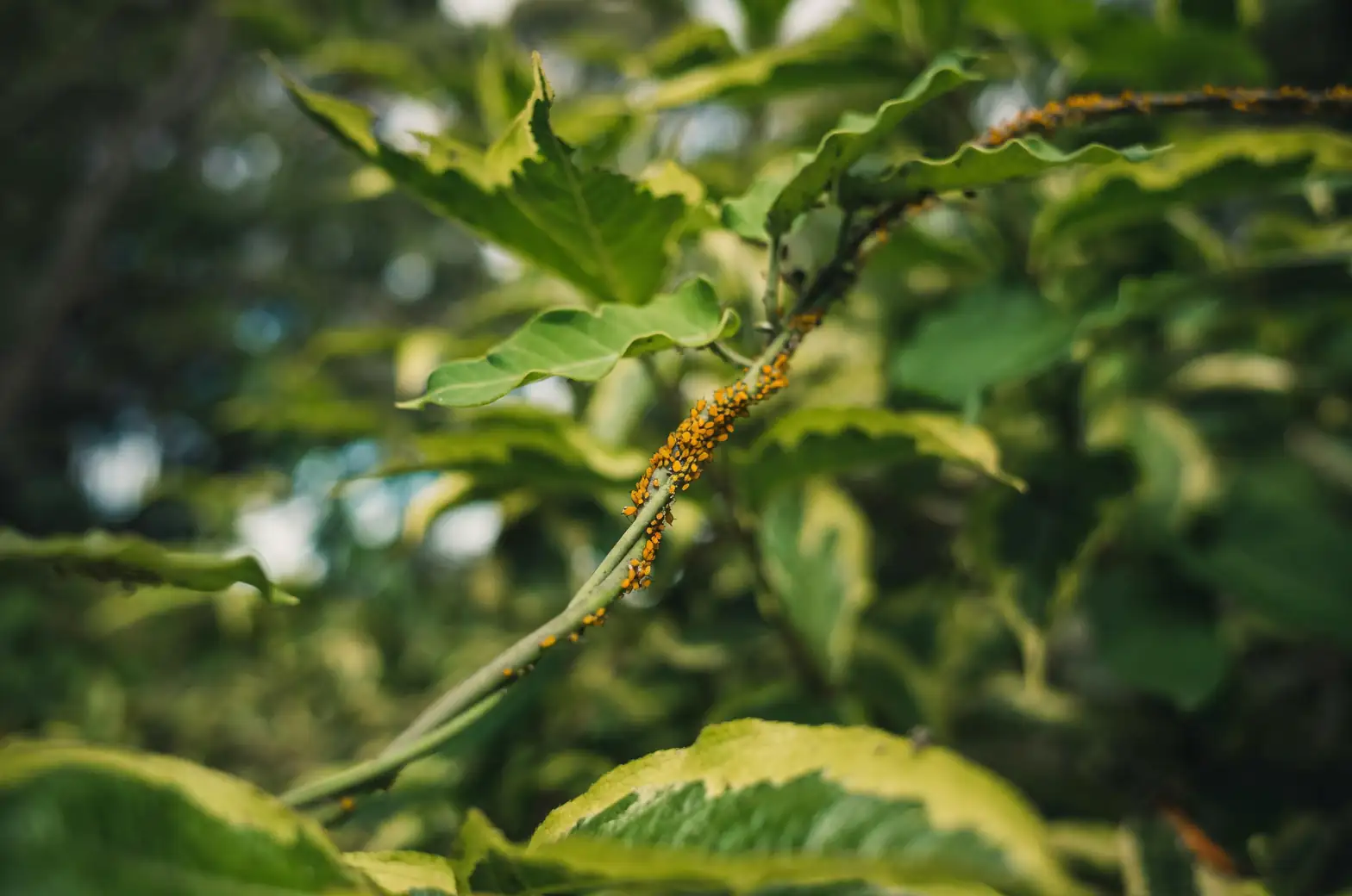 aphids on mallow leaves