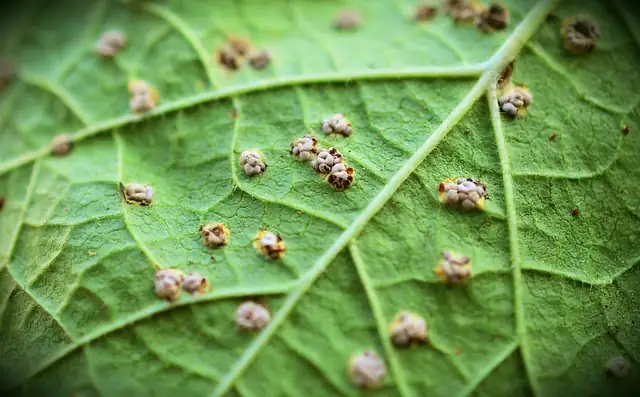 mallow leaf rust disease