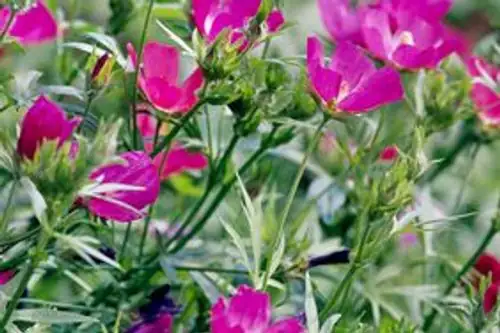 pruning mallow plant