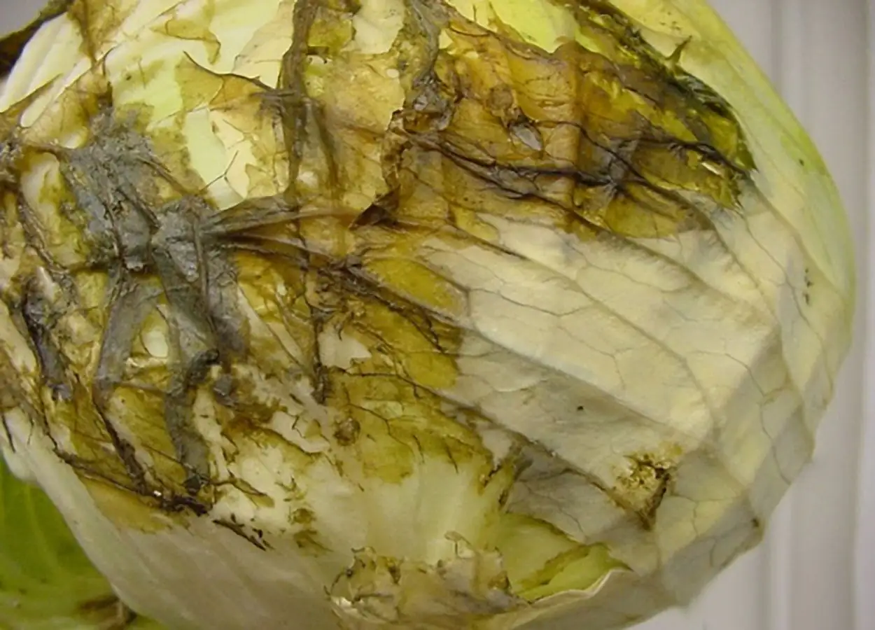 识别和处理植物软腐病与细菌性斑点病：园艺爱好者的实用指南