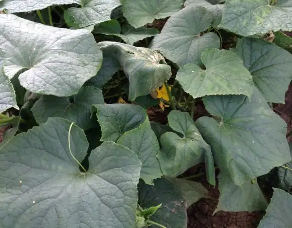 cucumber bacterial spot leaves
