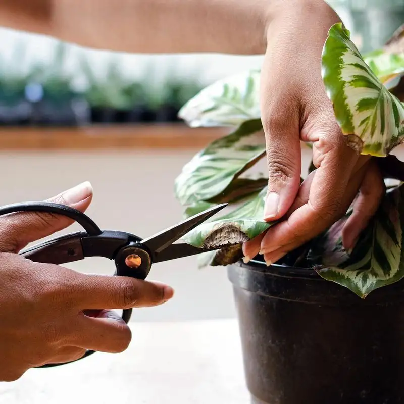 gardener removing infected plant parts