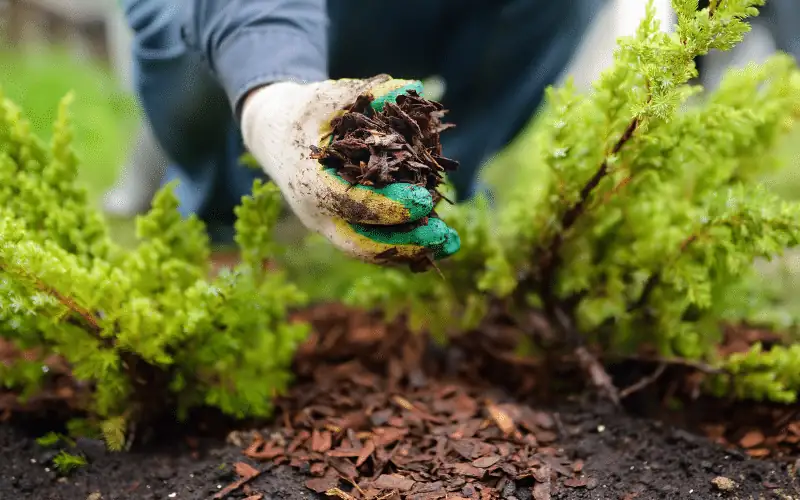 healthy garden maintenance