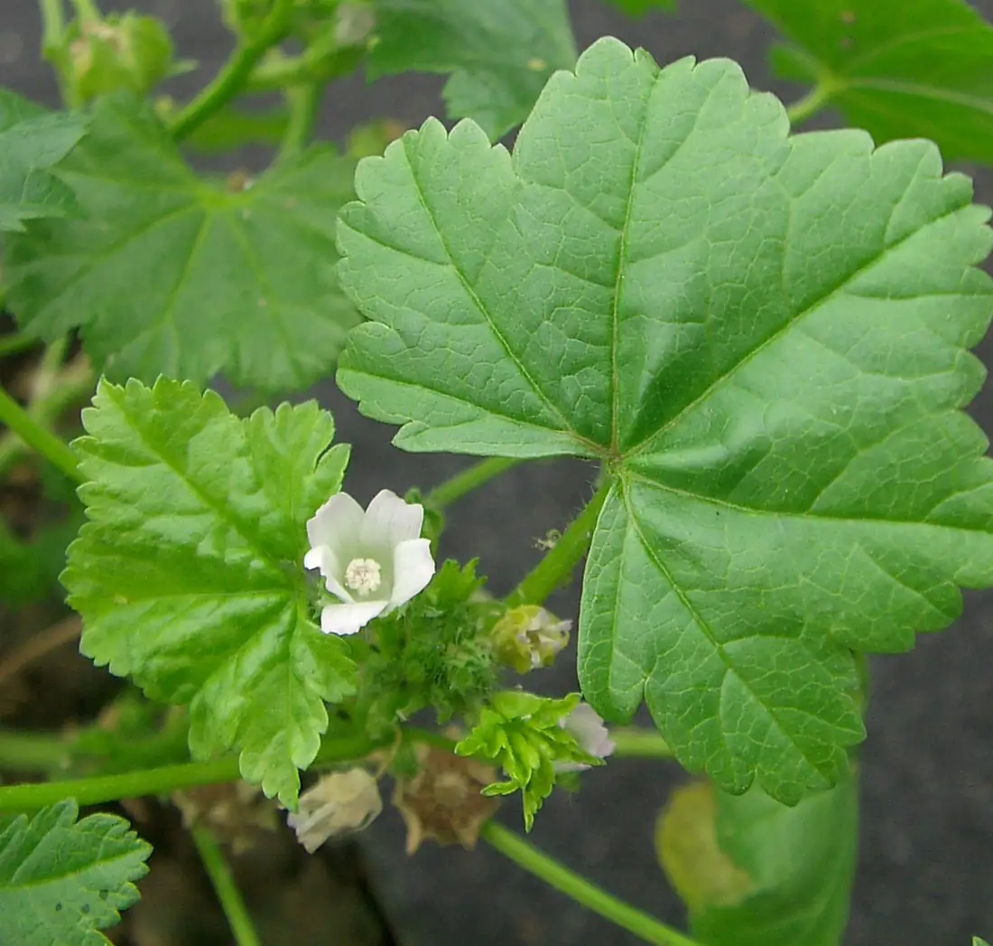 mallow plant leaves close-up