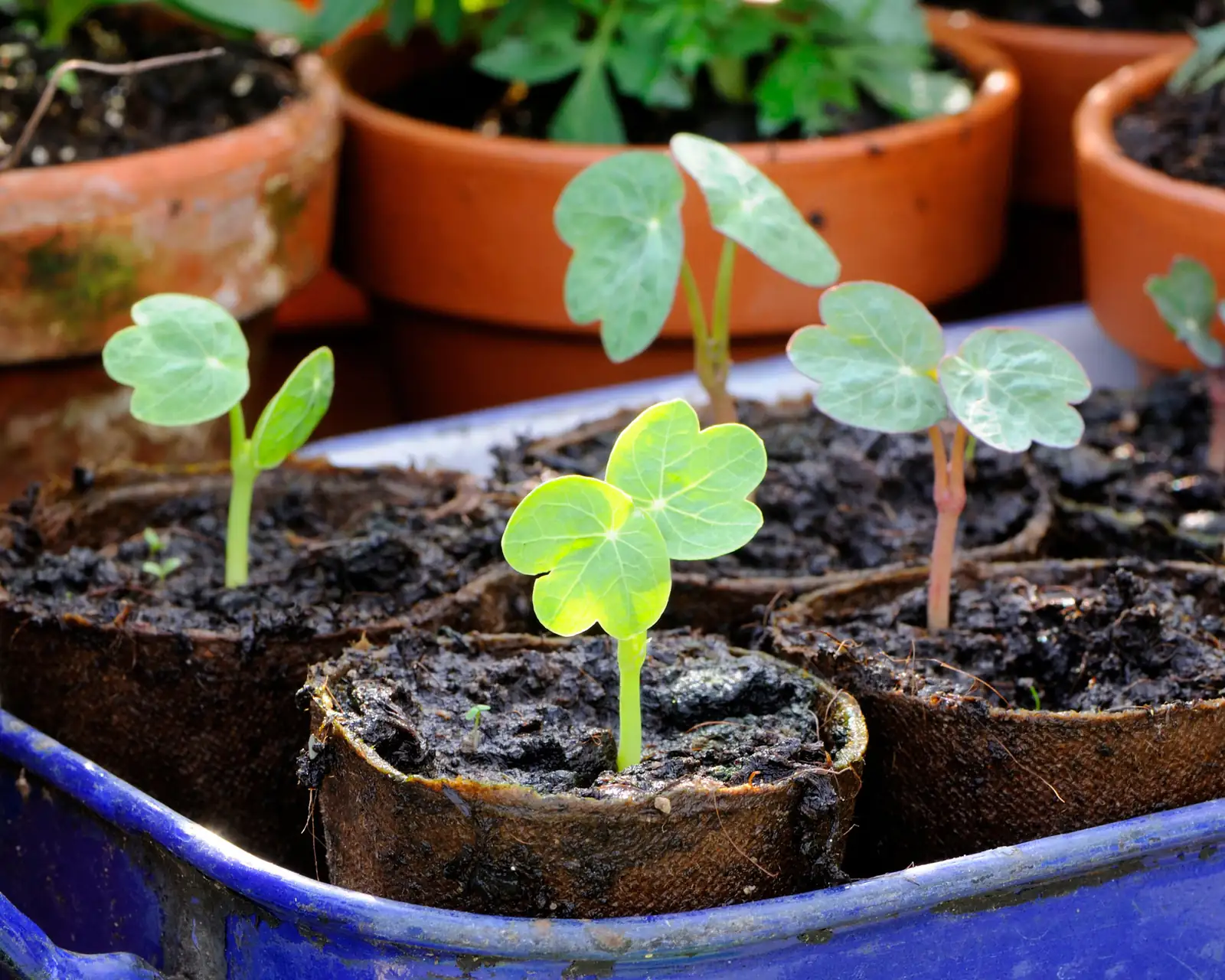 nasturtium soil preparation
