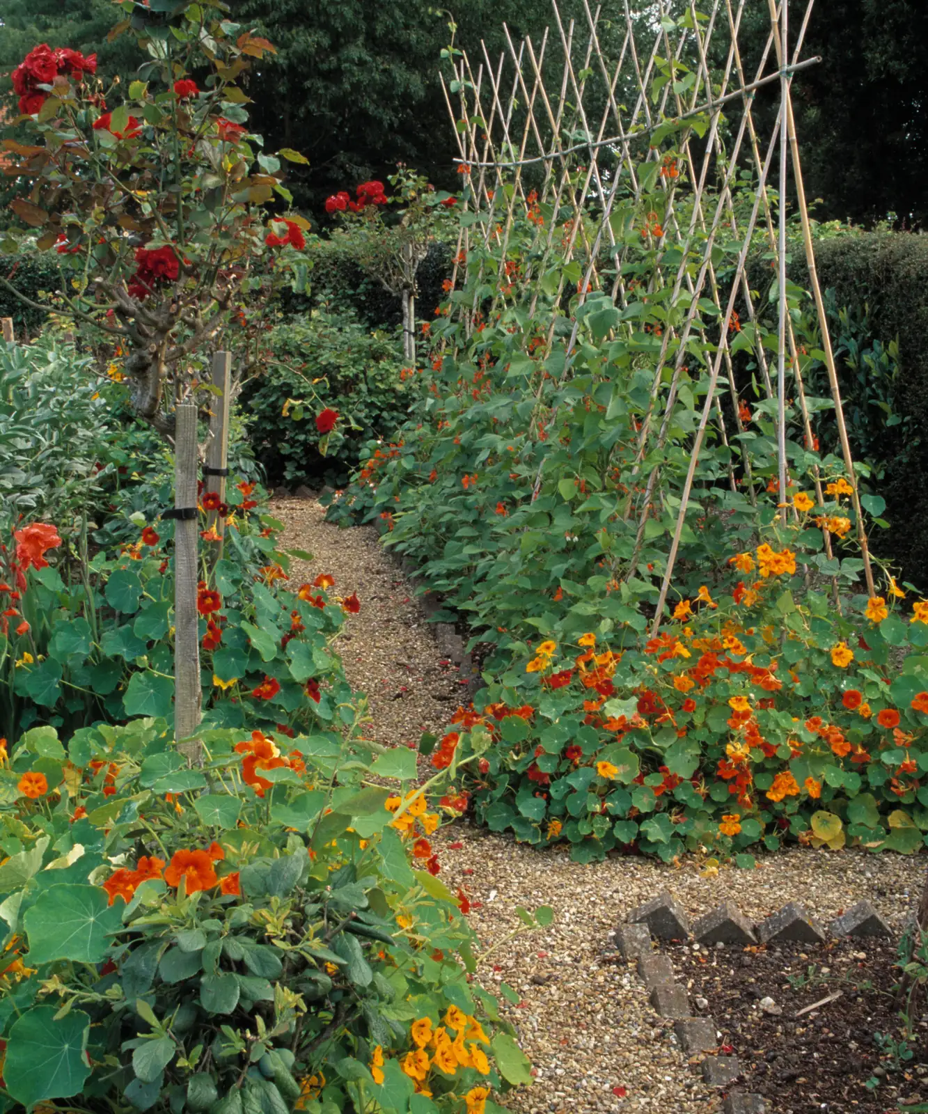 nasturtium trellis support