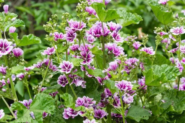 mallow in garden setting