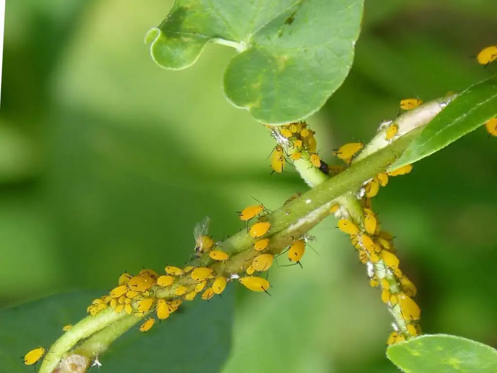 aphids on nasturtium leaves