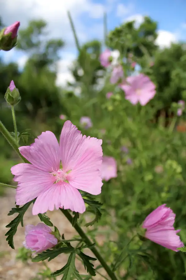 mallow planting garden