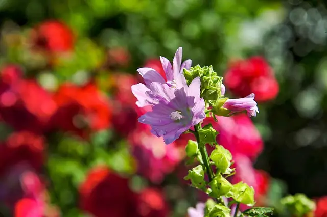mallow and lavender garden