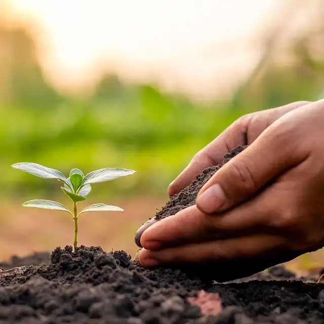 mallow seed planting soil