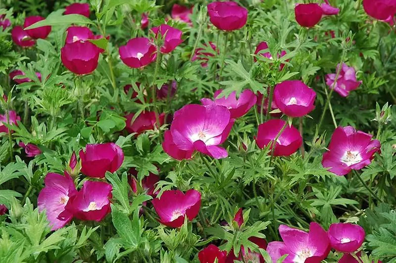 mallow self-seeding garden