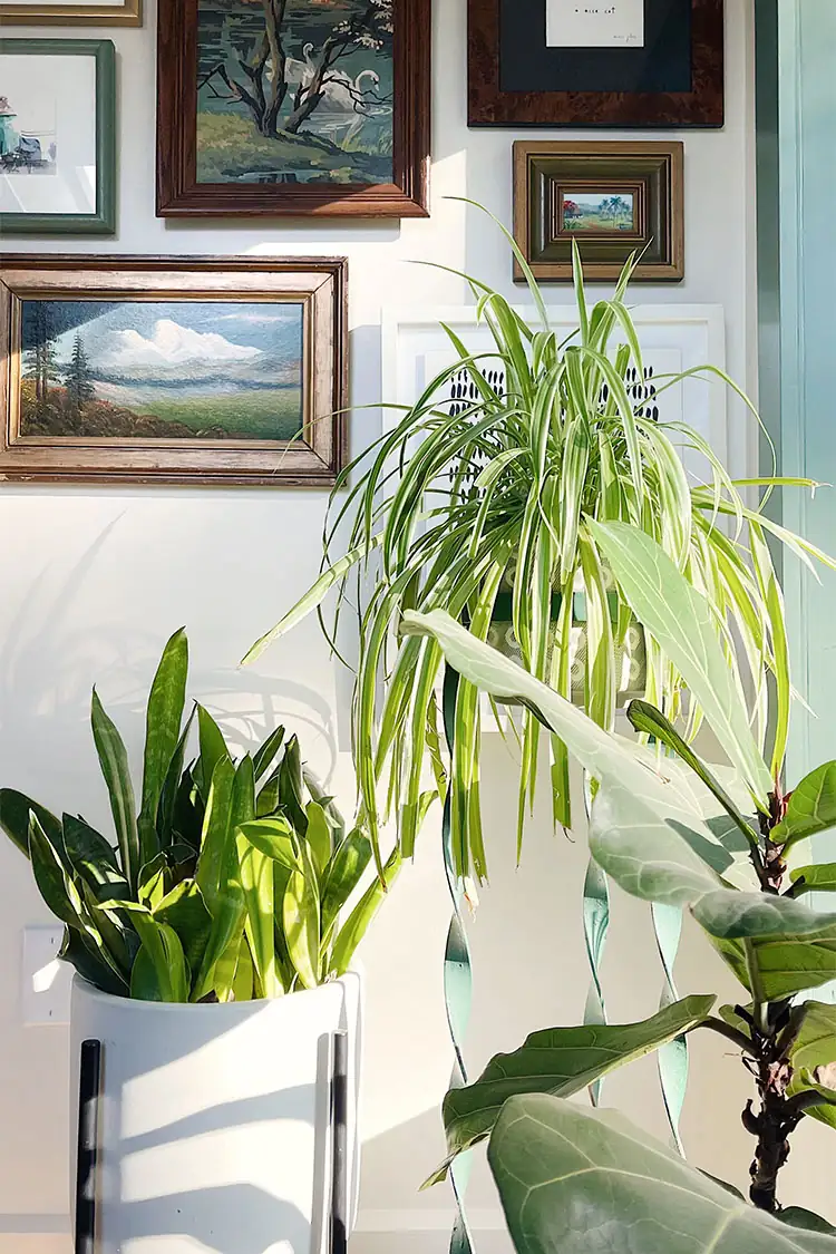 植物叶子发黄？光照和浇水问题让你措手不及！