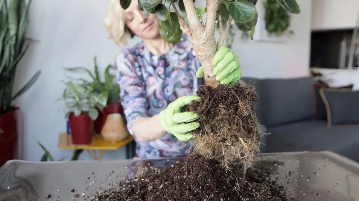 overwatered plant soil