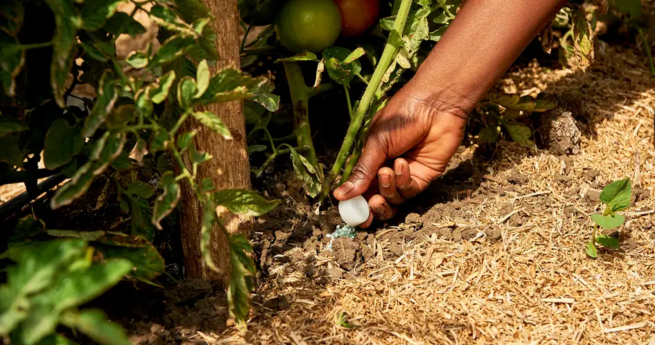 plant fertilizer application