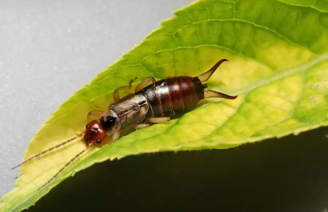 plant pest inspection