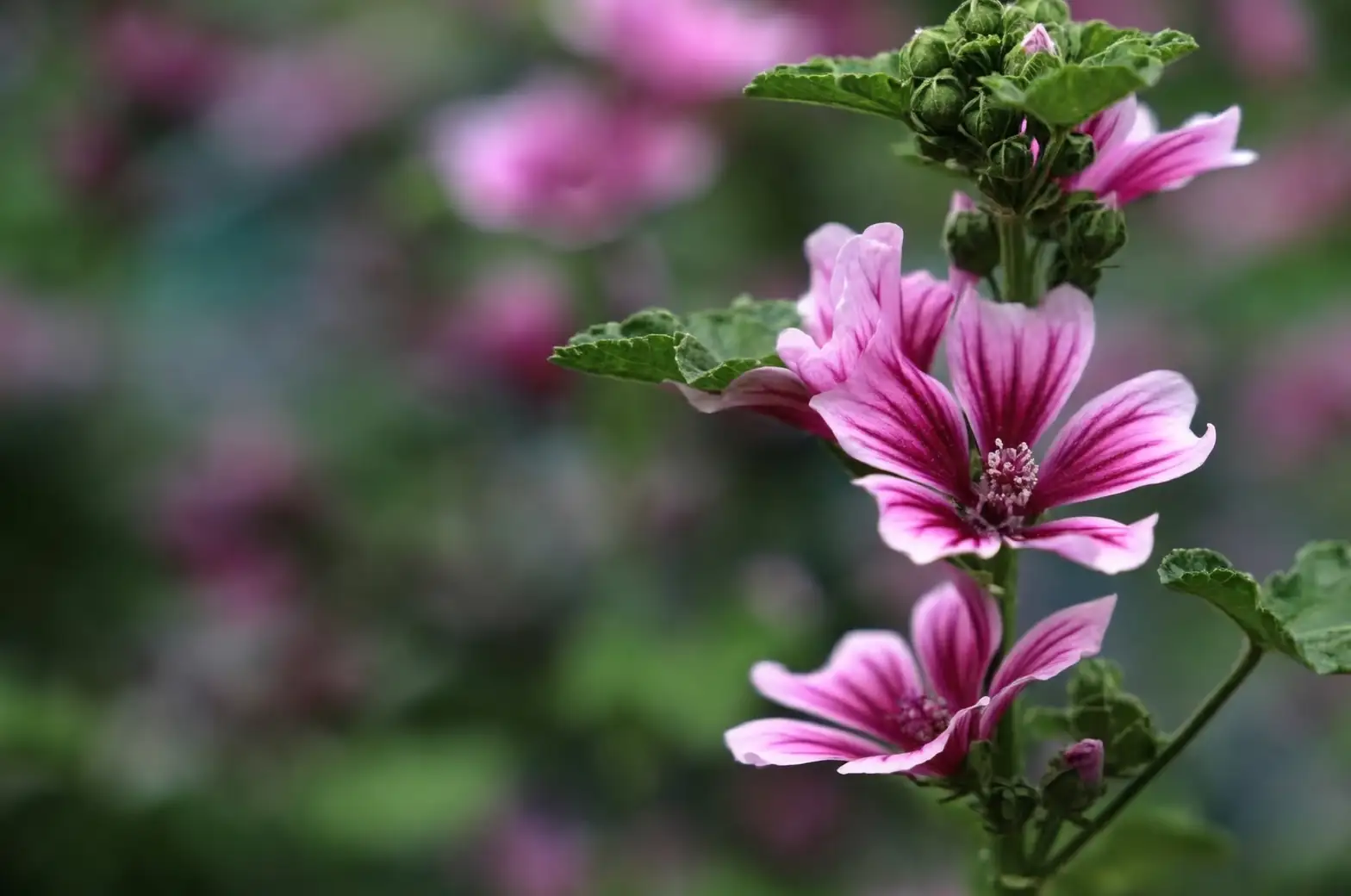 mallow flowers in garden