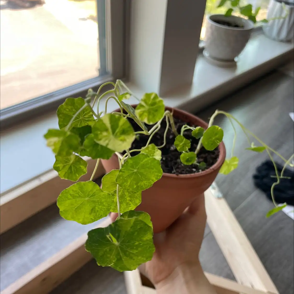 mosaic virus on nasturtium leaves