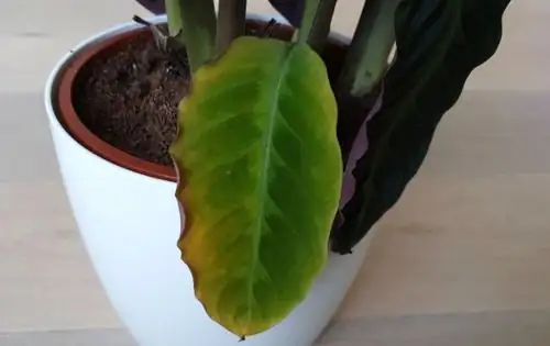 如何辨别植物生病：感染还是环境问题？