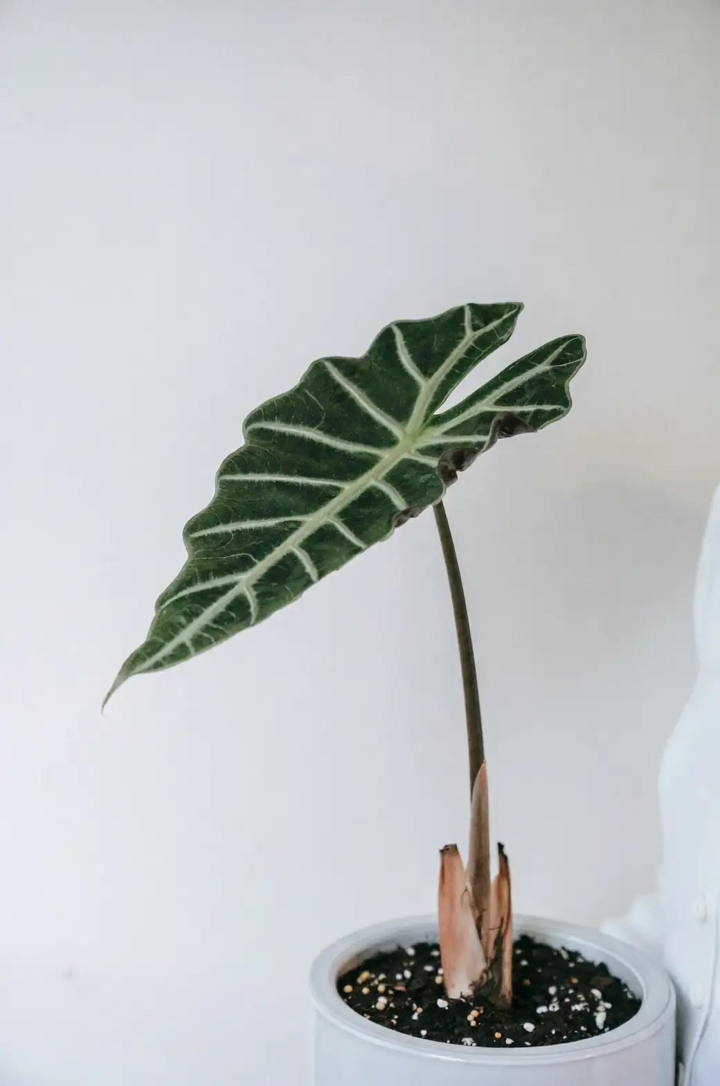 indoor plants with even leaf discoloration