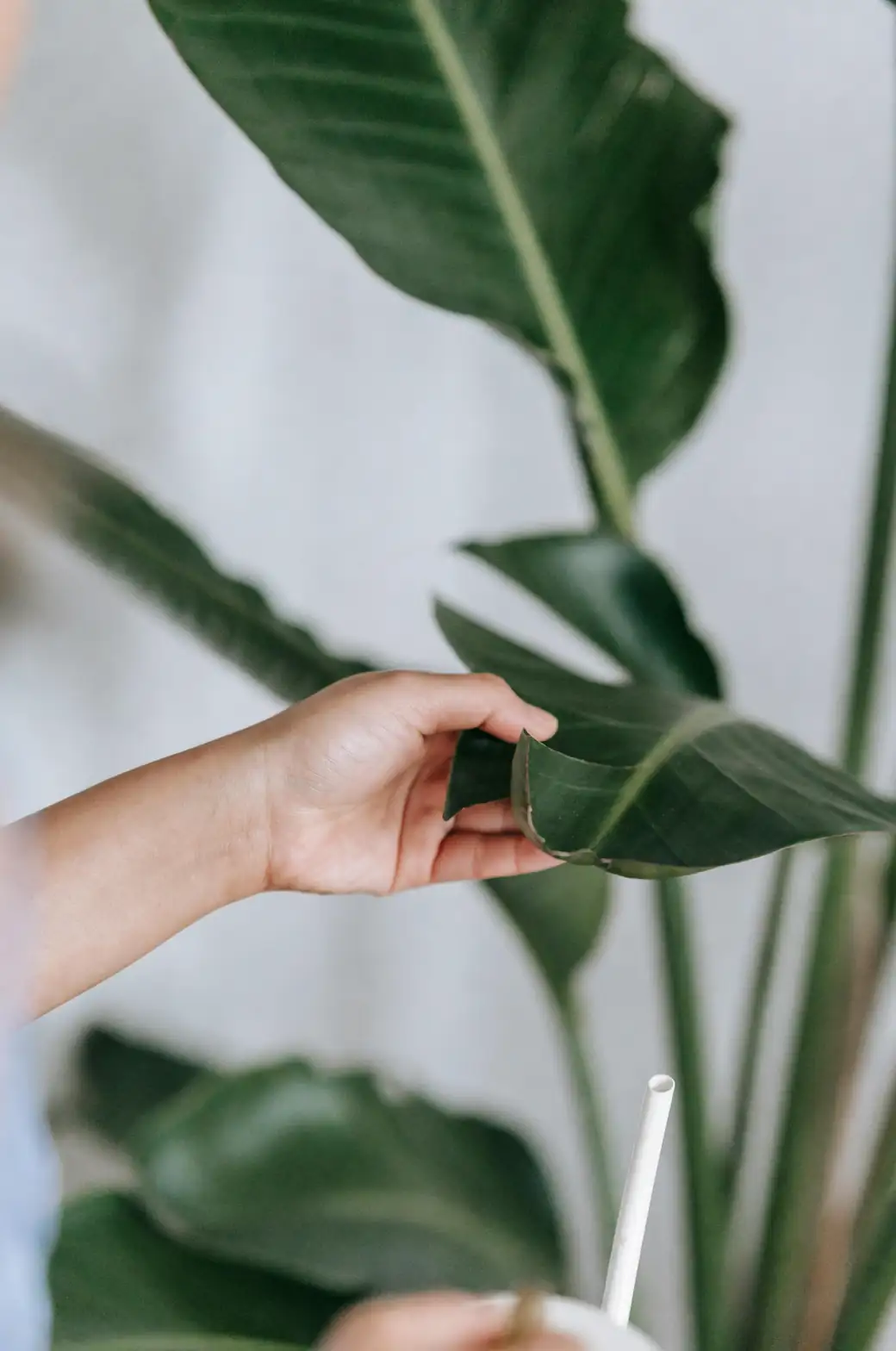person examining plant leaves
