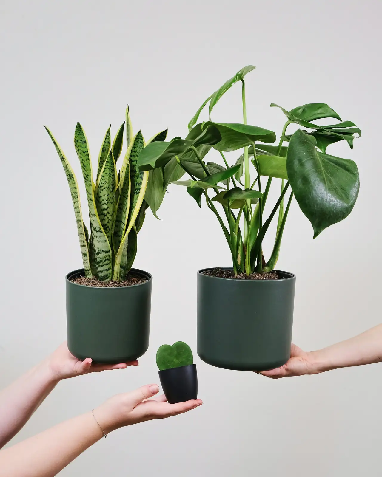 hoya plant pruning hands