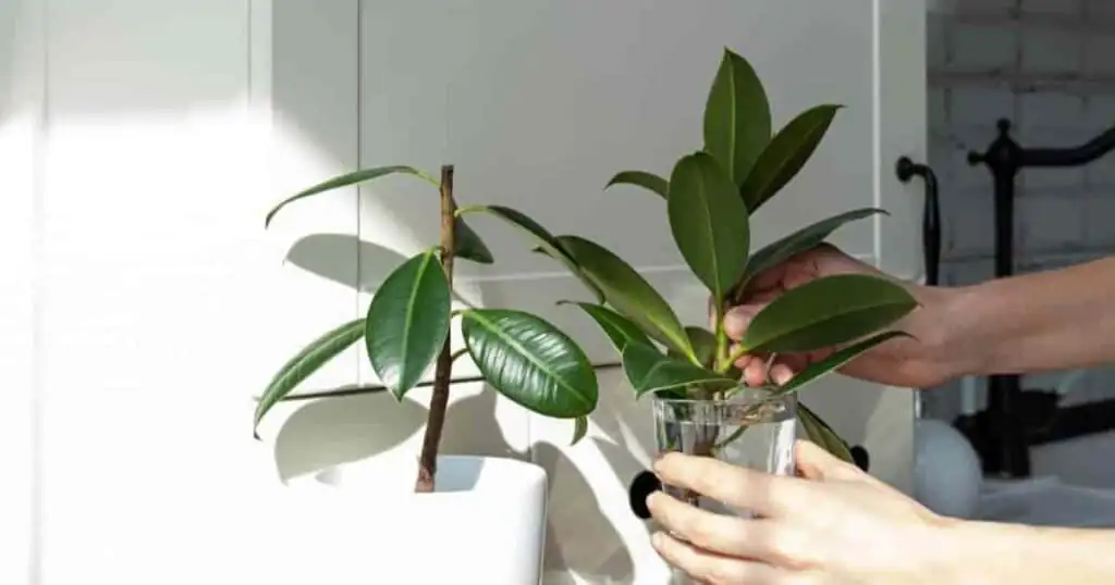 rubber plant pruning