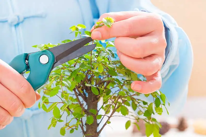 bonsai tree pruning