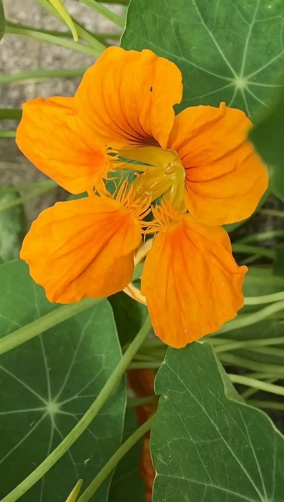 nasturtium balcony garden
