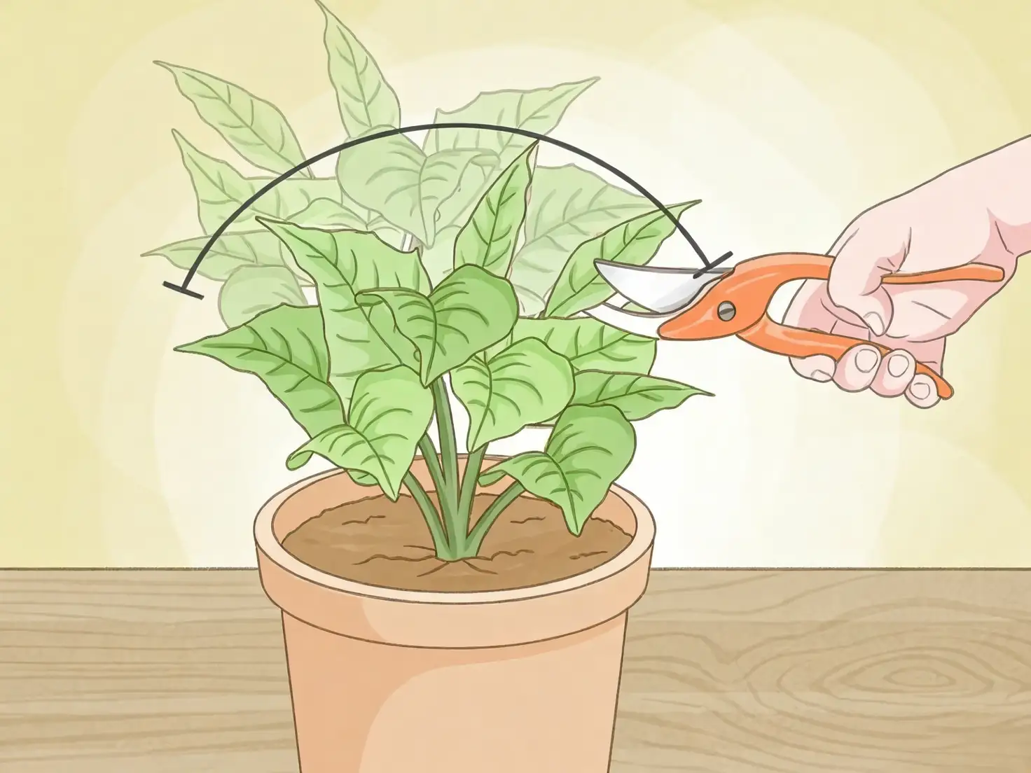 pruning indoor plant step-by-step