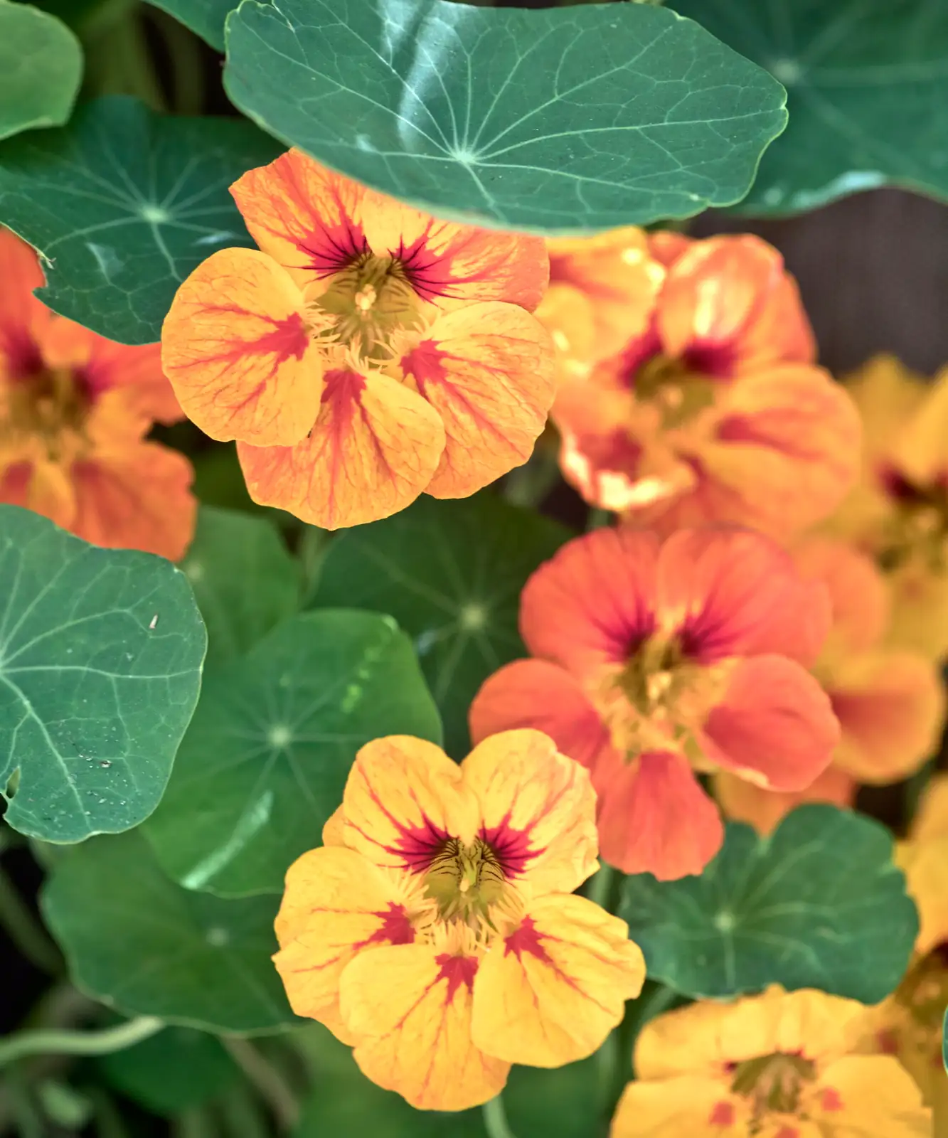 nasturtium colorful flowers close-up