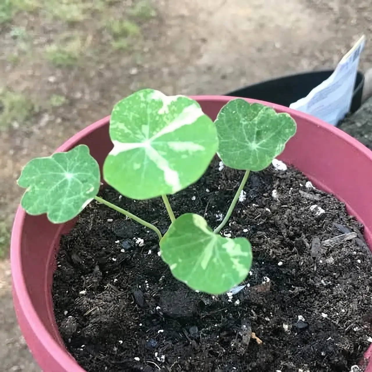 nasturtium watering care