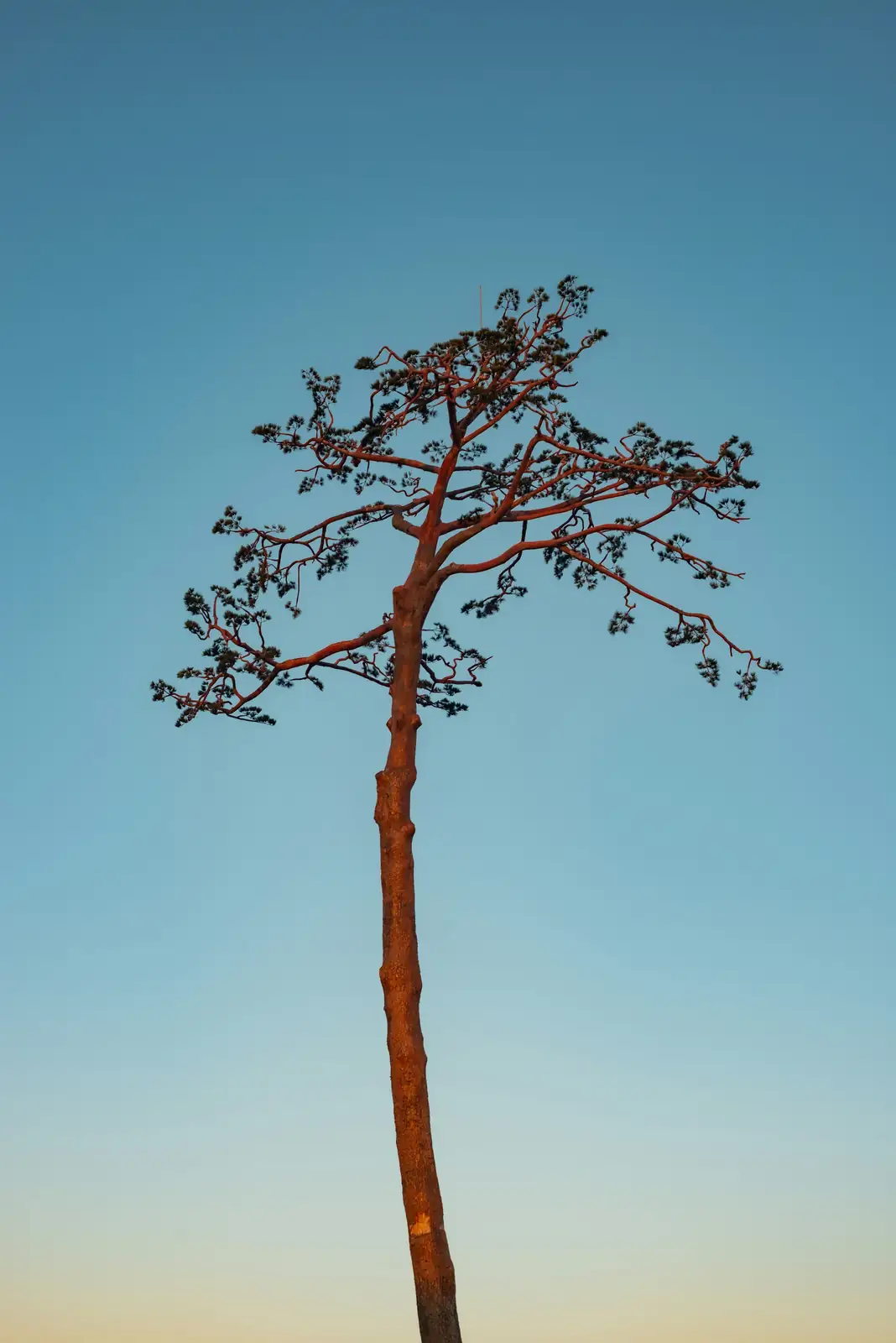 tree shape observation before pruning