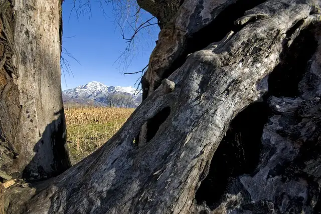 ancient nasturtium tree