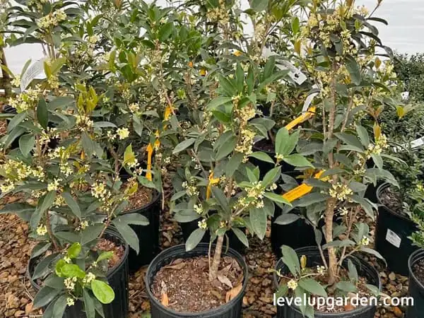 破解桂花病虫害：如何保持你的绿植健康？
