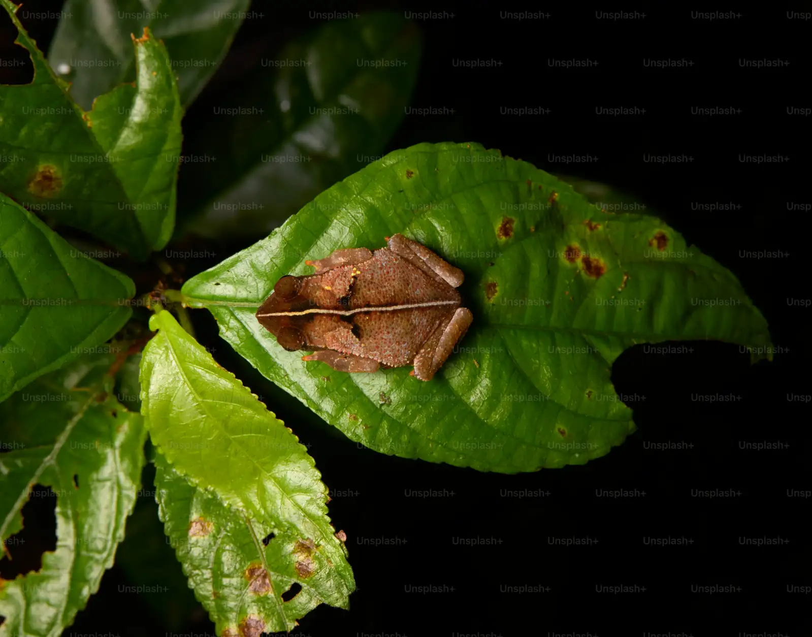 osmanthus leaf spot disease