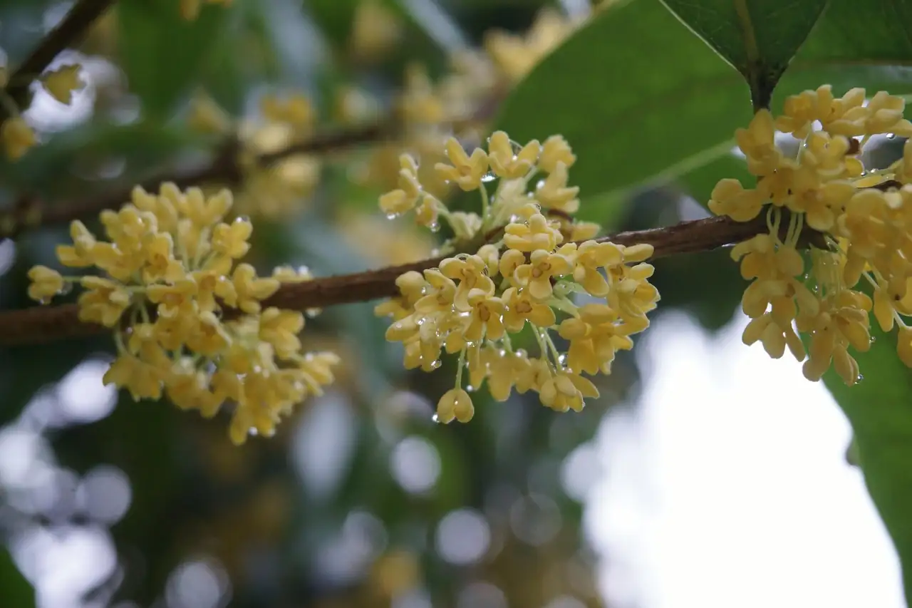 从喜马拉雅到庭院：桂花的历史旅程