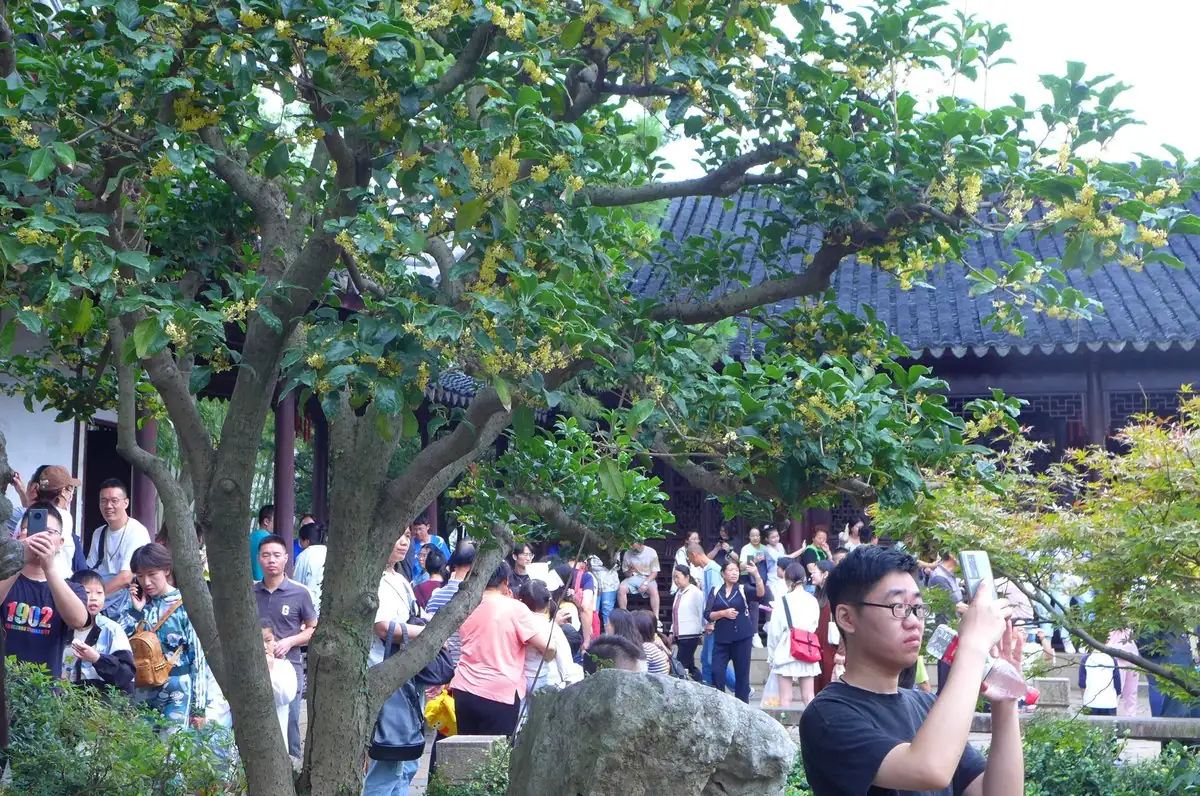 osmanthus in traditional Chinese garden