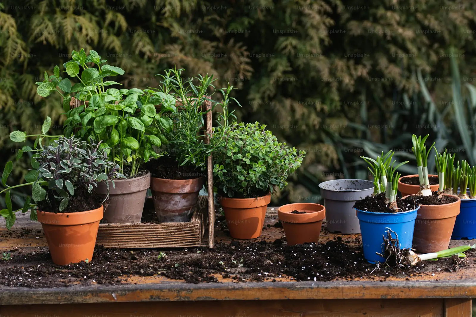 osmanthus potted plant care