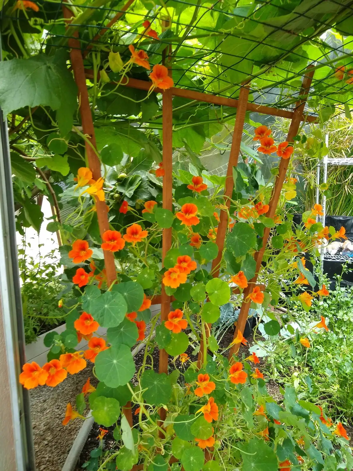nasturtium climbing trellis