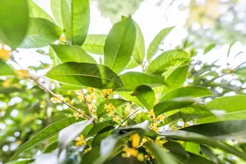 桂花的趣味小知识：为何它被誉为秋天的气味标签？