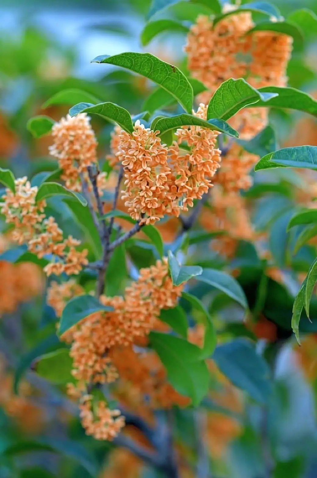 different osmanthus varieties