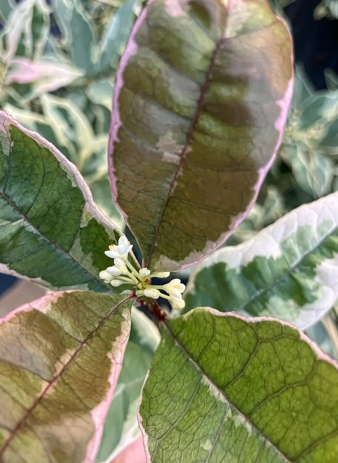 桂花花语与文化：为何它象征着富贵与团圆？
